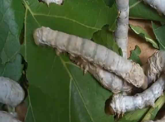 budidaya ulat sutera